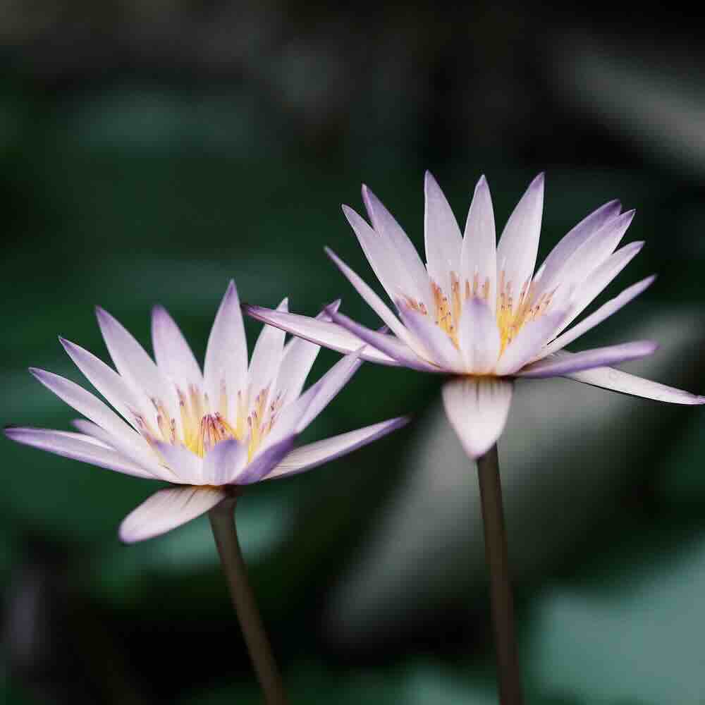 Women’s drop-in circles, sharing circles, workshops, retreats on Vancouver Island. Heart~Soul Path.